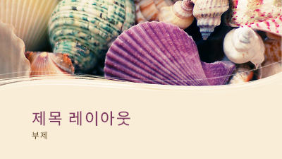 여름|알록달록한 조개껍질 모음 여름|알록달록한 조개껍질 모음